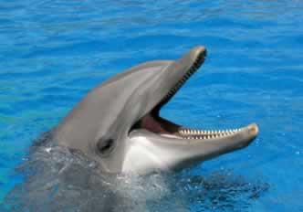 Mundomar Dolphins