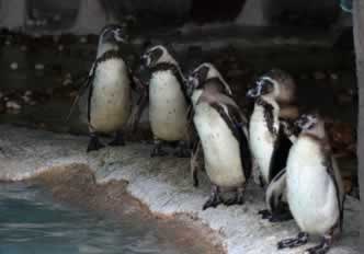 Mundomar Penguins