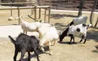 Terra Natura Goats