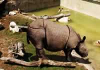 Terra Natura Rhinoceros