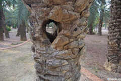 The Peephole Palm Tree Elche