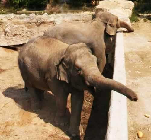 Elephants at Terra Natura Benidorm