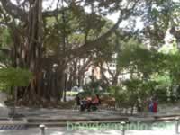 Alicante-Cafe-Tree